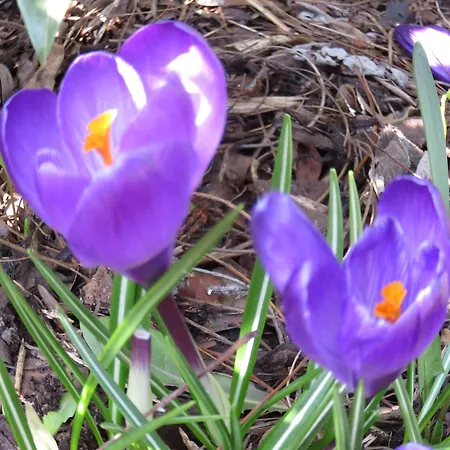 Scheck 4* 운터포링